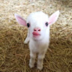 Meet your Posher, Chloe